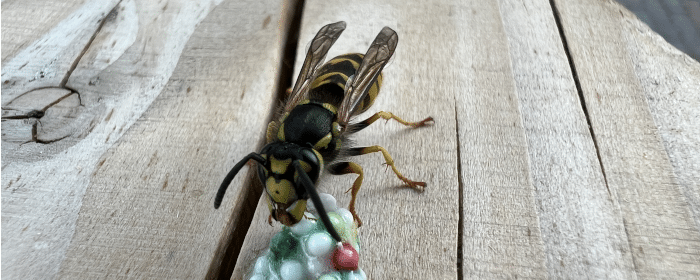Header van de pagina over het voorkomen van wespen in de tuin.